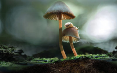 Fantastic Fungi