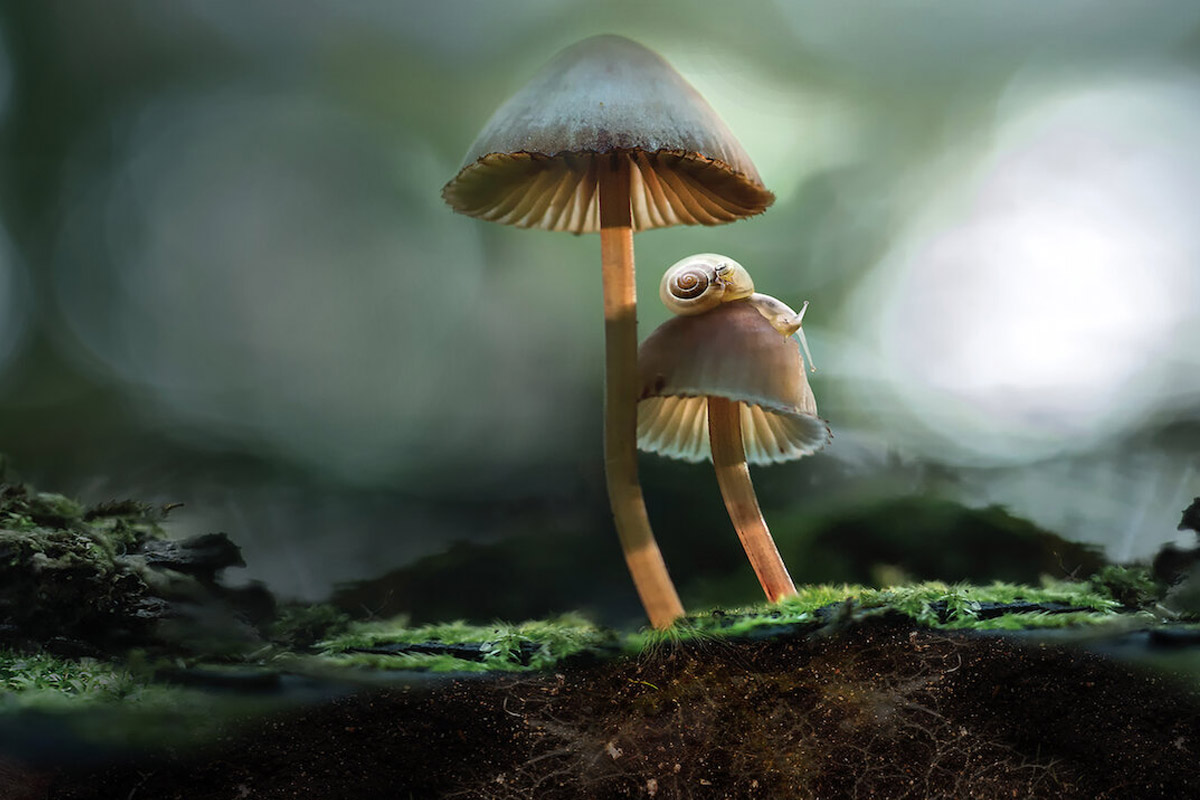 Fantastic_Fungi